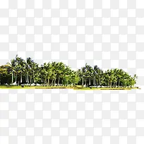 高清摄影海边度假区成群的棕榈树