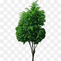 绿色树木元素