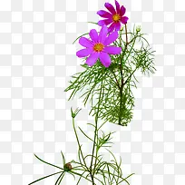 摄影紫色的花朵效果设计教师节元素专题