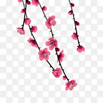粉色梅花花枝