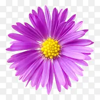 紫色植物黄色果子的一朵大花实物