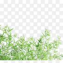 绿色竹叶