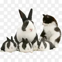 兔子一家和猫咪