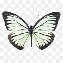 黑白斑纹蝴蝶