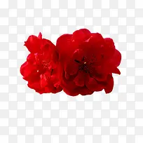 深红色的绽放花朵