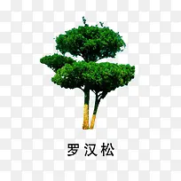 罗汉松