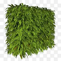 草坪