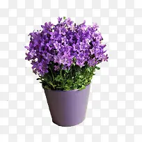 紫色花盆花卉