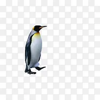 象征性企鹅家庭免费下载