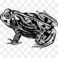 青蛙黑白矢量素材