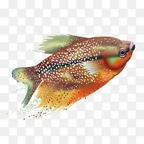 斑点热带鱼