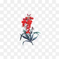红色的花朵植物