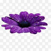 紫色花朵水珠