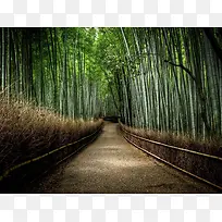竹丛里的林荫小道