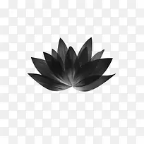 绘画植物