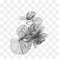 黑白创意插画荷花