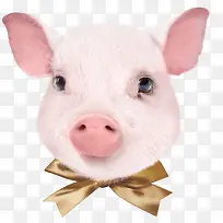 小猪猪年新年快乐