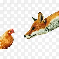 狐狸吃鸡图案