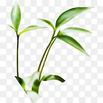 创意手绘质感绿色的小树苗