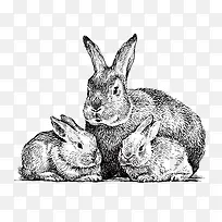 三只一窝黑白可爱兔子手绘素描矢