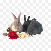 三只兔子和玫瑰