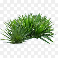 野生蒲草
