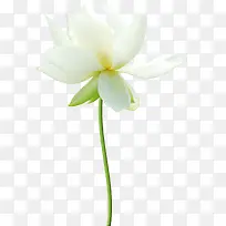 唯美花卉图片创意花卉图片  白