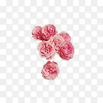 粉色月季花