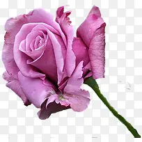 粉色浪漫玫瑰