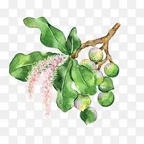 手绘水彩绿色植物叶子