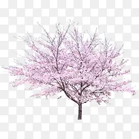 粉色桃树树木桃园景观装饰图案