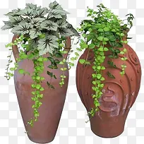花瓶创意灌木植物