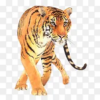 斑斓的大老虎