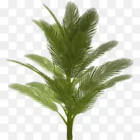 棕榈树