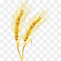 金黄的麦子