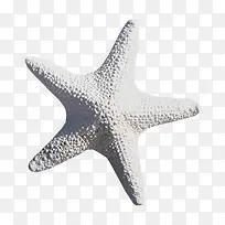 海星