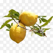 长在树上的柠檬
