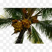 棕榈树上的棕榈果果实