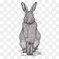 黑白素描兔子