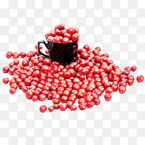 红色咖啡树豆子图片素材