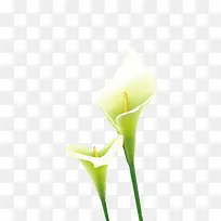 白色花朵实物图片