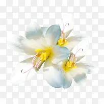 白色纯洁小花三朵简单素材