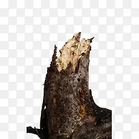褐色干枯腐朽的树根树干