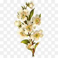花卉