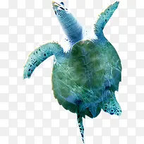 海龟 绿色 海洋生物