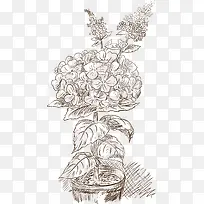 手绘盆栽花卉线稿
