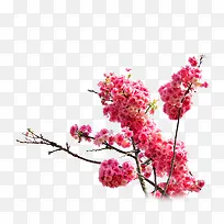 粉色樱花
