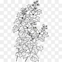 手绘线稿国画芙蓉花