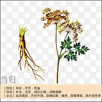 当归简介