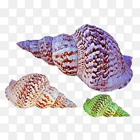 色彩斑斓的螺旋海螺